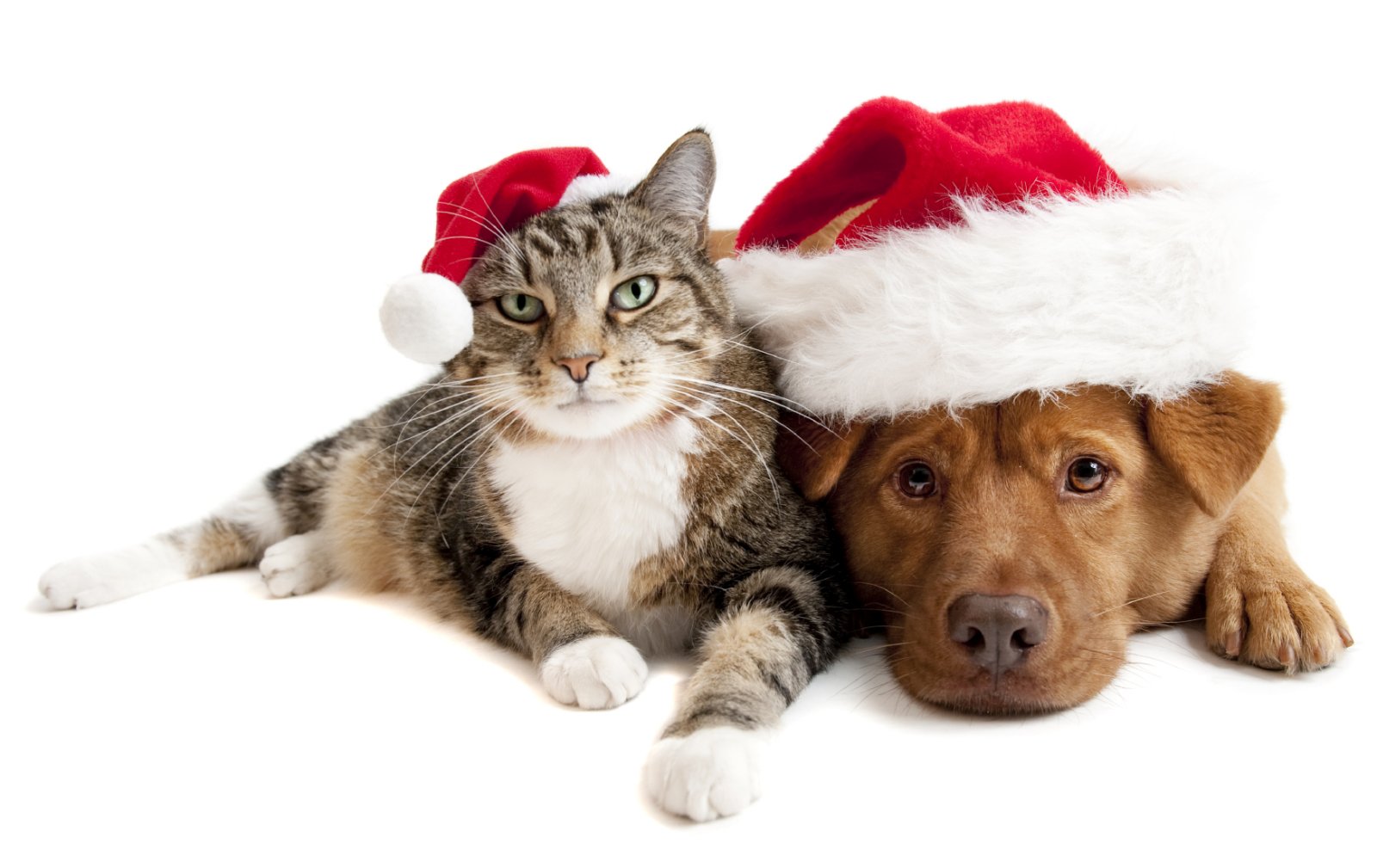 Buon Natale Animali.Le 7 Regole Di Natale Dei Proprietari Di Cani E Gatti Il Martino