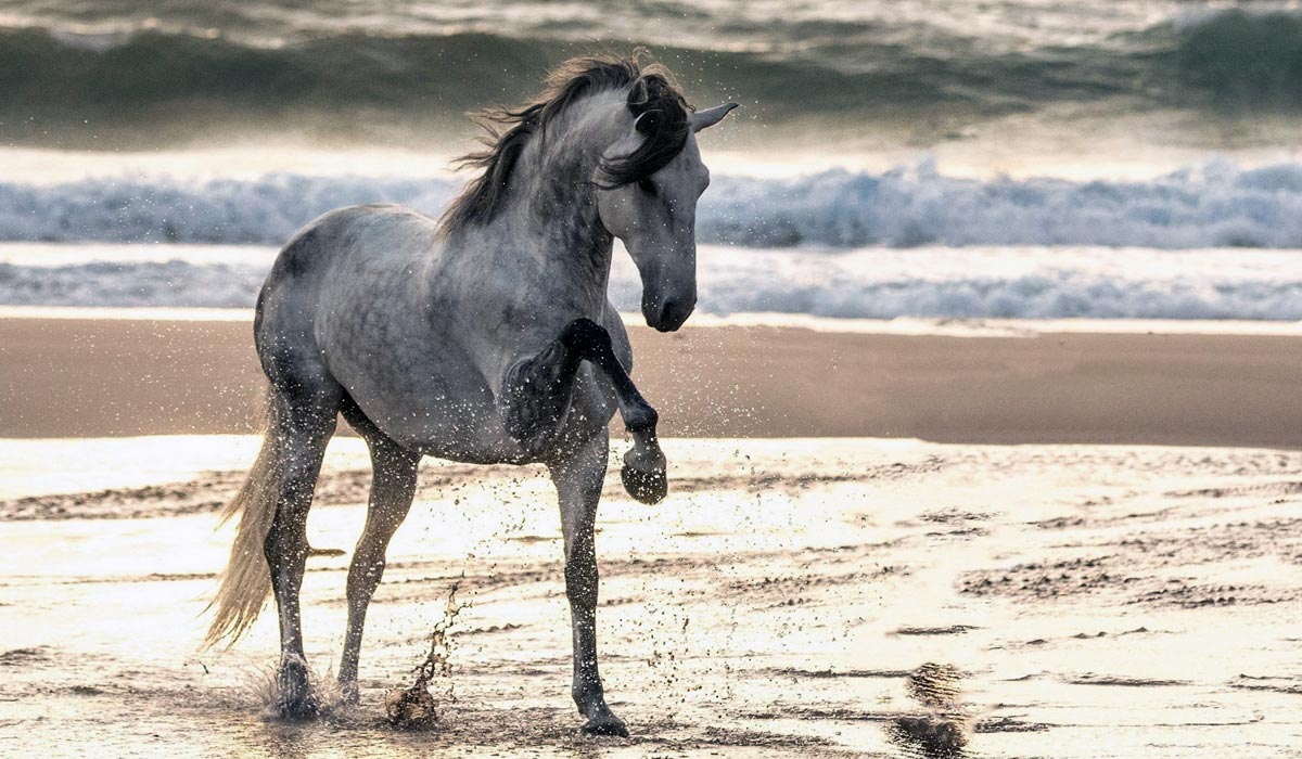 Pescara, a cavallo in spiaggia: multato