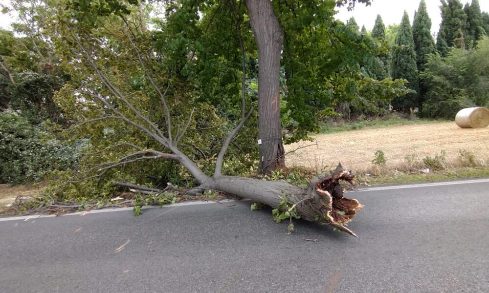 alberi-caduti-via-Risorgimento-Martinsicuro statale 259 chiusa al traffico