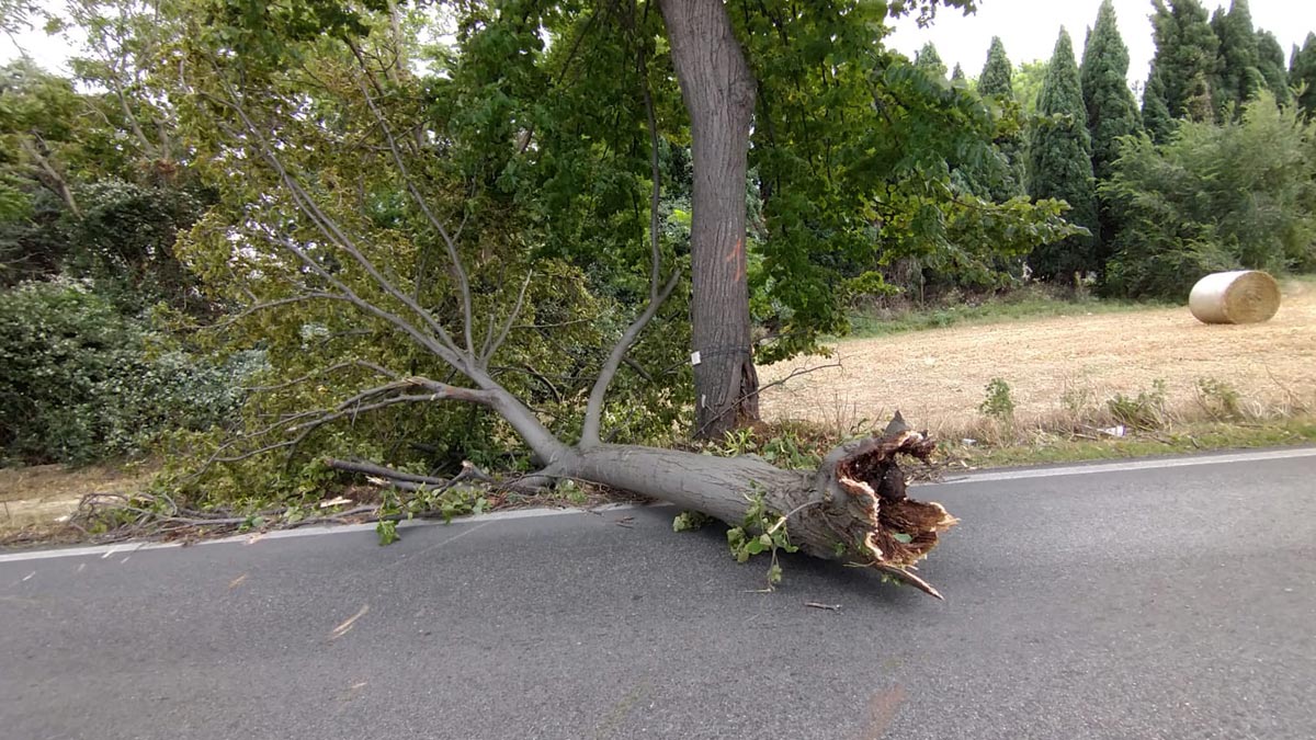 alberi-caduti-via-Risorgimento-Martinsicuro statale 259 chiusa al traffico