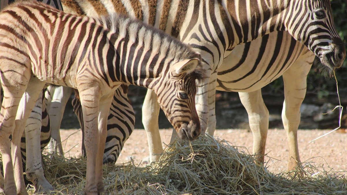 cucciolo di zebra al Parco Zoo di Falconara