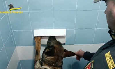 unità cinofila cash-dog cane antivaluta gdf guardia di finanza 117