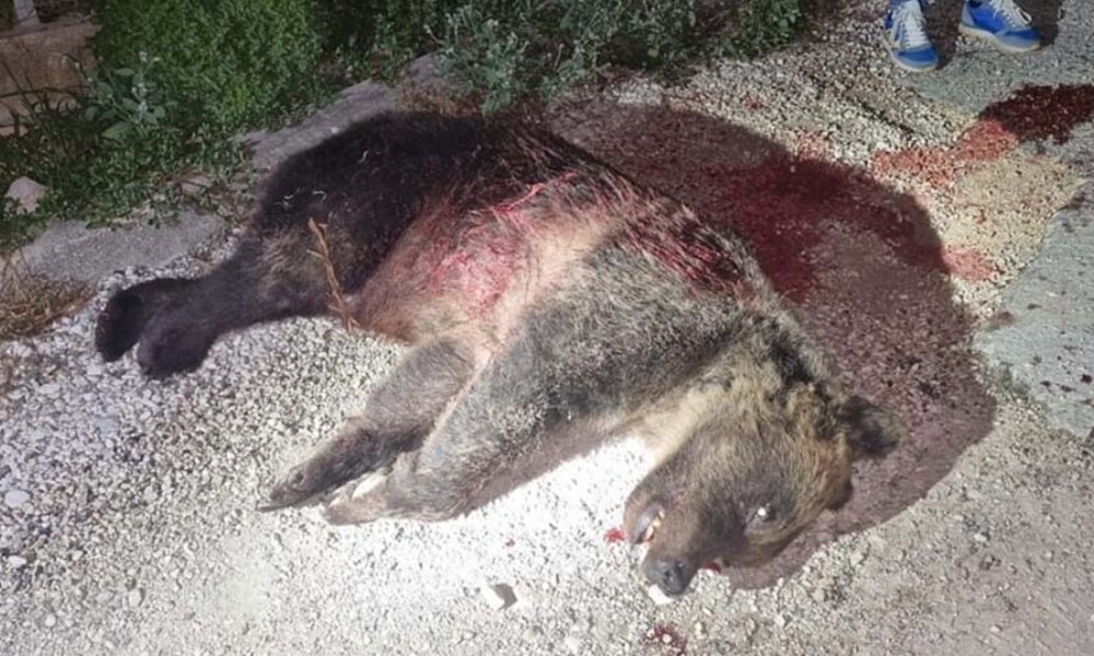 uccisa con una fucilata l'orsa amarena